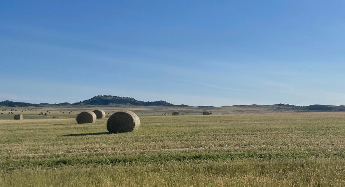 A field of heavy bales demonstrate the rainy year Powder River County has had in 2025.  